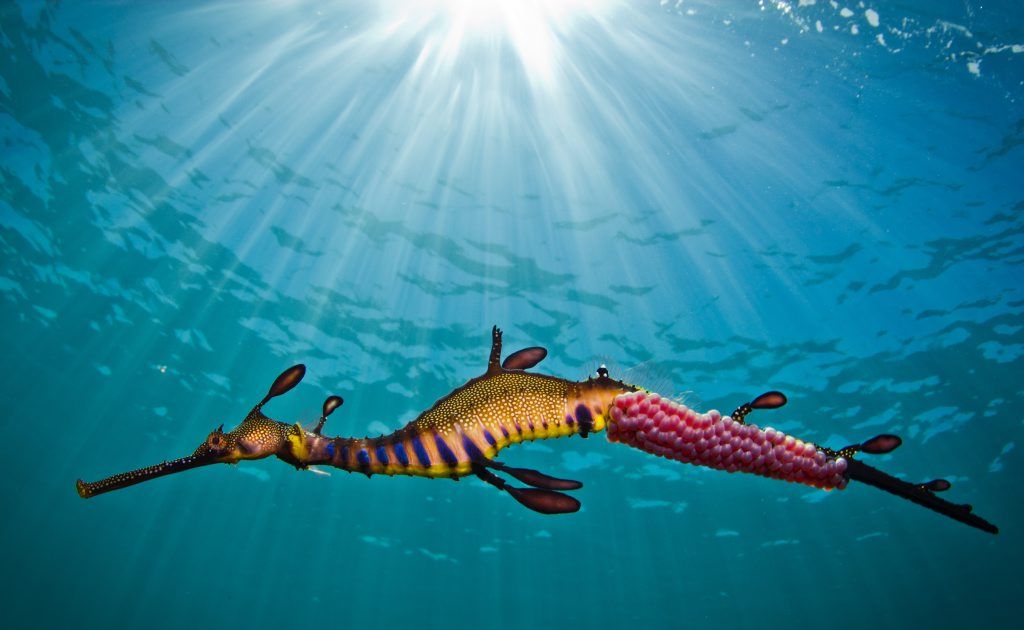 Richard Wylie's winning image, Weedy Seadragon in the Light' Richard Wylie's winning image, Weedy Seadragon in the Light'
